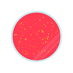 Petri dish with agar and bacteria, vector illustration in flat style isolated on the background.