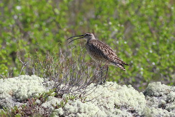 Whimbrel closeup on the Yamal Peninsula