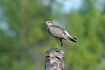 Numenius phaeopus. Whimbrel closeup on the Yamal Peninsula