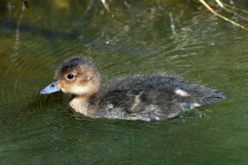 Anas penelope. Duckling Wigeon floats on water