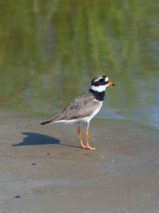Charadrius hiaticula. Ringed Plover standing on sandy shore