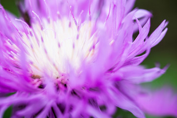 Close up of the blooming whitewash cornflower © rootstocks