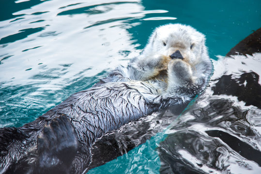 River Otter with Cute Expression