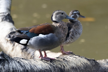 Ducks