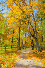 Path through the autumn park. Fall time.