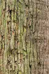Old Bark Tree texture background, Brown Tree trunk