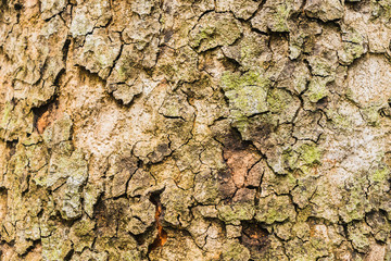 Old Bark Tree texture background, Brown Tree trunk