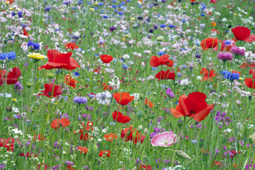 Summer wildflower meadow with poppies, cornflowers and other colorful flowers .