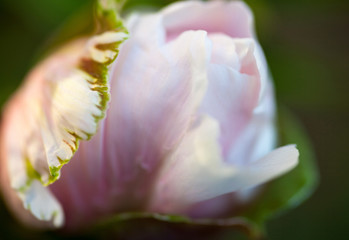 Fototapeta na wymiar Tender bud of the dog rose's pink flower
