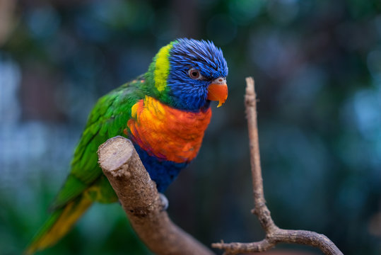 Farbenfroher Lori auf Astgabel