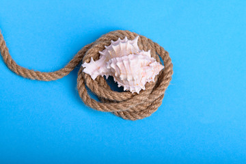 White seashell on a rope in blue background
