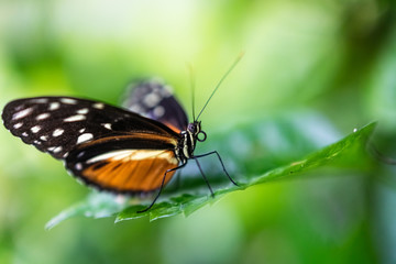 Fototapeta na wymiar Tropischer Schmetterling auf Blatt