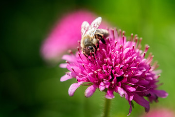 Biene auf Kleeblüte