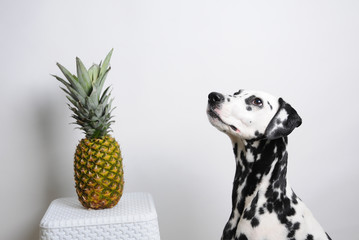 Dog dalmatian and pineapple on a white background - obrazy, fototapety, plakaty