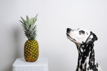 Dog dalmatian and pineapple on a white background - obrazy, fototapety, plakaty