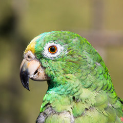one Parrot Psittaciformes portrait  face Caldas in Colombia South America