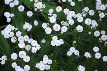 tiny white flowers (gypsophila paniculata)