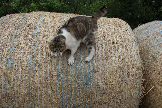 chat tigr&eacute; blanc sur une motte de foin