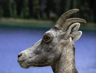 Banff Bighorn Sheep or Mountain Goat