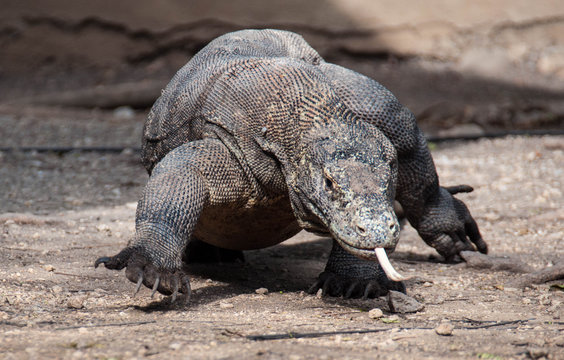 Komodo Dragon