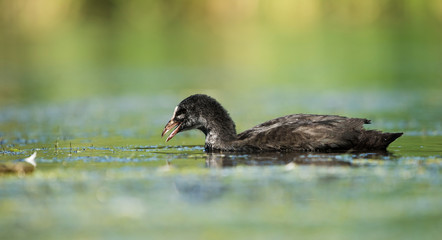 Eurasian Coot, Coot, Fulica atra - nestling