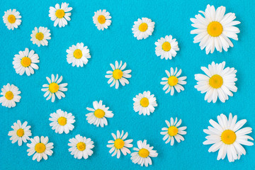 Daisies on  blue background. Top view