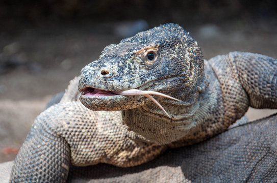 Komodo Dragon