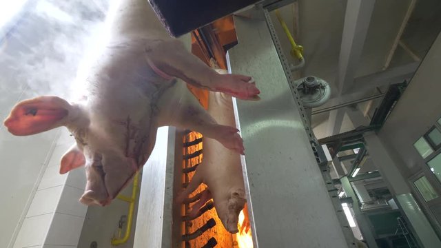 Thermal processing of pork meat with open fire

