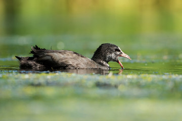 Eurasian Coot, Coot, Fulica atra - nestling