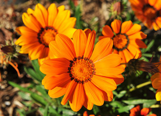 Fototapeta premium Gerbera flowers in the garden