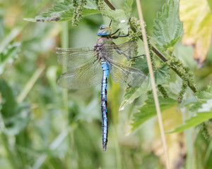 Emperor dragonfly (Anax imperator) at rest. Impressive blue insect in the family Aeshnidae, sitting on vegetation, aka the blue emperor