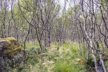 Forêt aux Lofoten