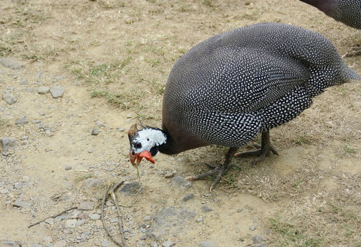 dinde,isol&eacute; dans champs,oiseau de basse-cour
