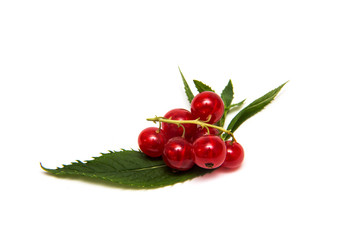 Red currant isolated on white.