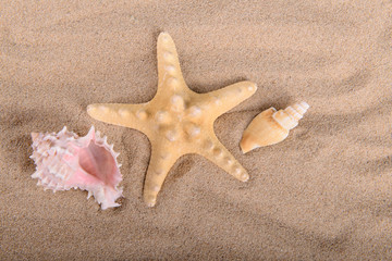 starfish and seashells on clean sand