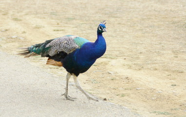 jeune paon bleu,dans la basse-cour