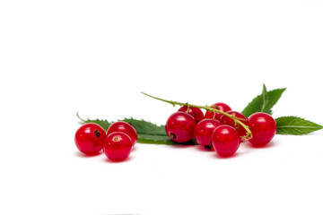 Red currant isolated on white.