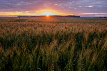 Summer sunset over the wheat field