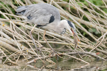 Grey heron (Ardea cinerea) with fish in beak. Large bird in the family Ardeidae, with perch (Perca fluviatilis) prey