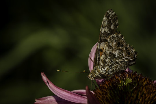 Close up of a butterfly on a flower