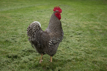 A rooster in the backward