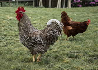 A rooster and a hen in backward