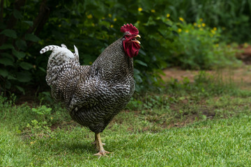 Rooster crowing