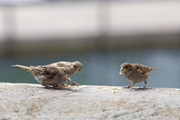 Spatzen bei der Fütterung