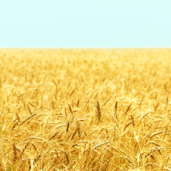 field of ripe wheat