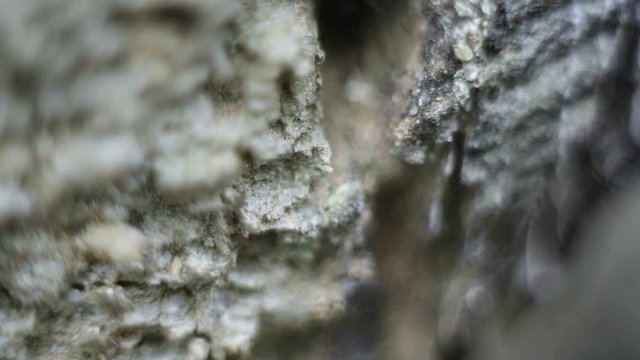 Ant lines of communication. The ants lay the passage in the wall of the old building