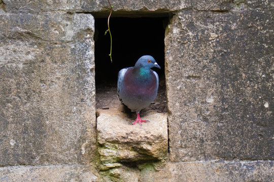 Feral pigeon (Columba livia) emerging from nest hole in wall. Attractive rock dove or rock pigeon, in the family Columbidae, standing by crevice in stone wall - Powered by Adobe