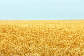 field of ripe wheat