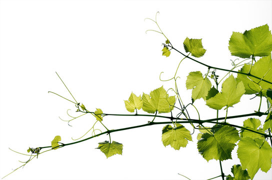 The texture of a young grape-vine isolated on a white background.