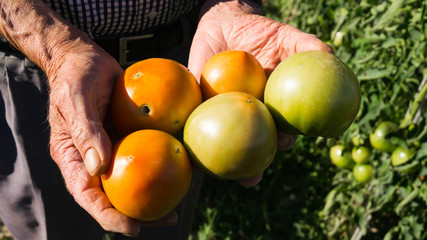 Tomates ecológicos en manos de hortelano